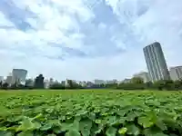 寛永寺不忍池弁天堂の自然