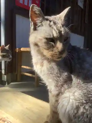 玉野御嶽神社の動物