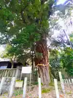 野見神社(今伊勢町)の自然