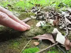 屋久島大社の動物