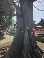 滝野川八幡神社の{uncategorized: "未分類", other: "その他", undefined: "問題あり", building: "その他建物", grave: "お墓", sacred_gate: "鳥居", guardian: "狛犬", statue: "像", buddha: "仏像", history: "歴史", nature: "自然", garden: "庭園", animal: "動物", pagoda: "塔", temizu: "手水舎", mountain_gate: "山門・神門", sanctuary: "本殿・本堂", subordinate: "末社・摂社", art: "芸術", scenery: "景色", jizo: "地蔵", ema: "絵馬", goshuin: "御朱印", omikuji: "おみくじ", items: "授与品その他", amulet: "お守り", goshuincho: "御朱印帳", eats: "食事", festival: "お祭り", votive_dance: "神楽", shichigosan: "七五三参", wedding: "結婚式", experience: "体験その他", initially: "初詣", around: "周辺", anti_infection: "感染症対策"}