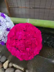 上尾御嶽神社の手水舎(2025年02月02日(日) 15時00分11秒投稿)