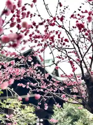 桜神宮(東京都)