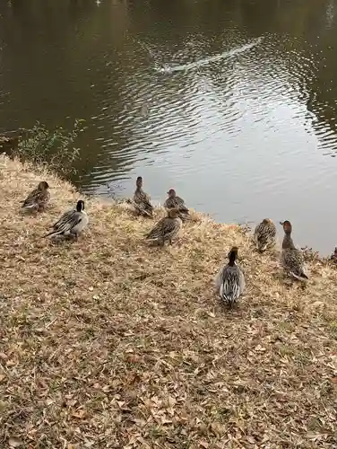 菊田神社の動物