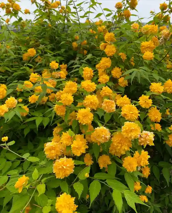 般若寺 ❁コスモス寺❁の自然