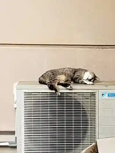 白金氷川神社の動物