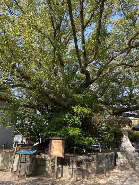 闘鶏神社(和歌山県)