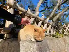 豊國神社の動物