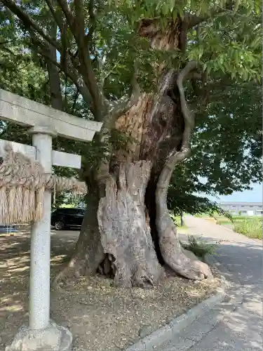 櫻井神社(新潟県)