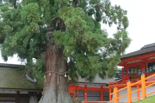 春日大社の自然
