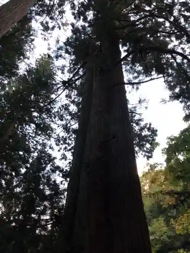 比婆山熊野神社の自然