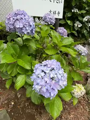 吉祥寺(埼玉県)