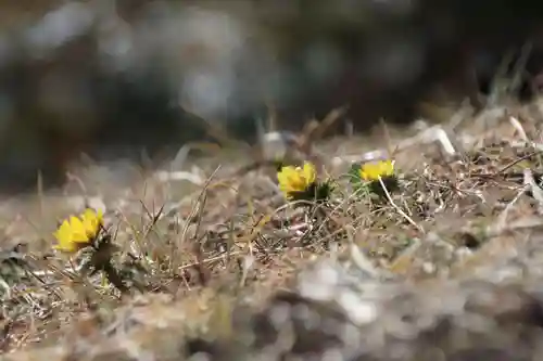 関場神社の自然
