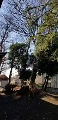 明治神社の自然