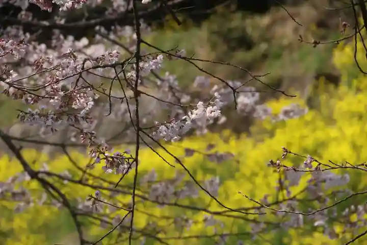 曹洞宗 永松山 龍泉寺の自然