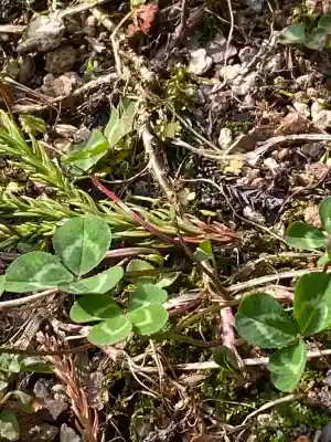 日光二荒山神社(栃木県)
