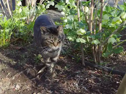 白山神社の動物