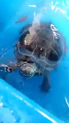 下谷神社(東京都)