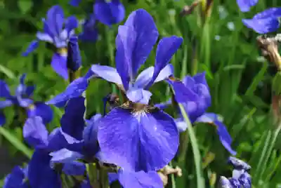 三春大神宮(福島県)