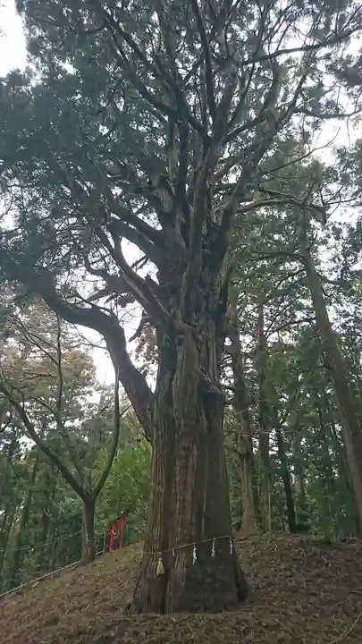 表刀神社の自然