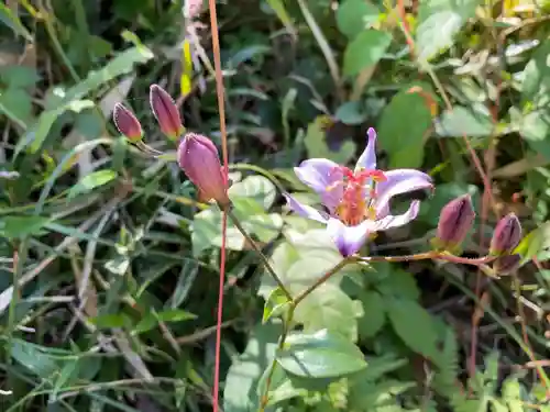 思金神社の自然