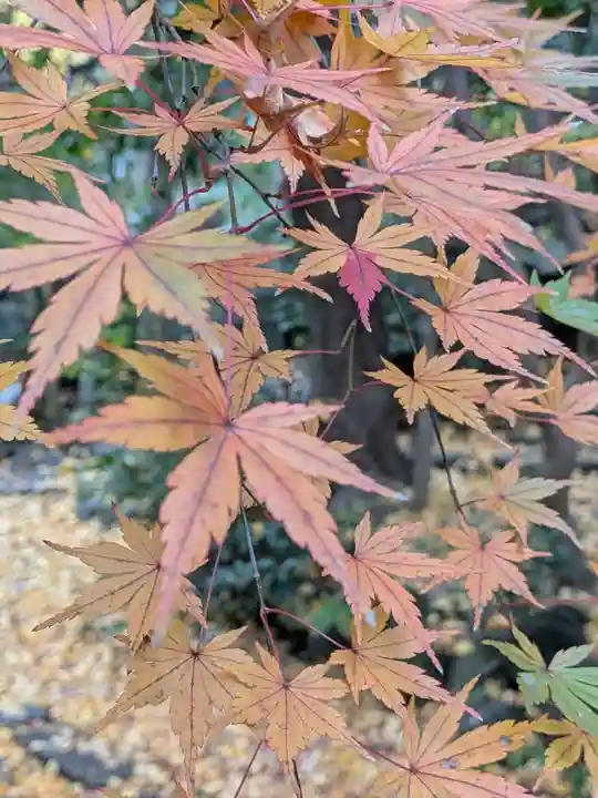 赤坂氷川神社(東京都)