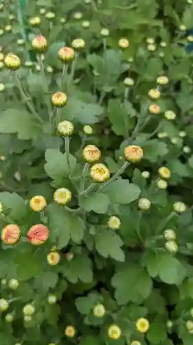 八幡社（大秋八幡社）の自然