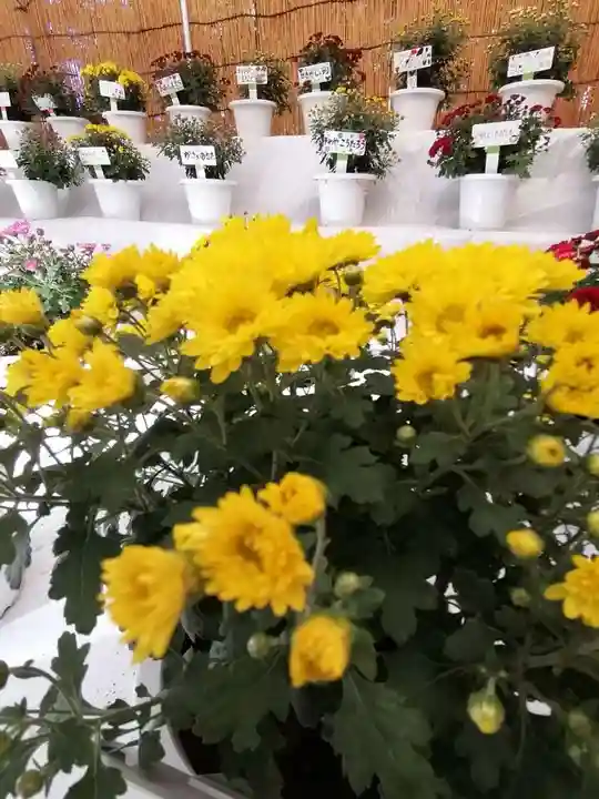 間々田八幡宮の自然