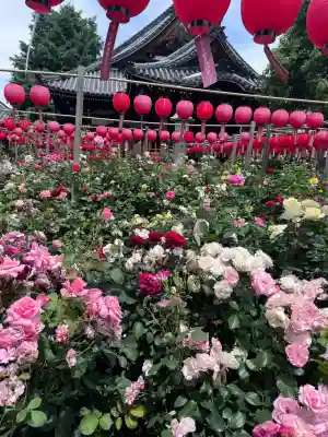 おふさ観音（観音寺）の{uncategorized: "未分類", other: "その他", undefined: "問題あり", building: "その他建物", grave: "お墓", sacred_gate: "鳥居", guardian: "狛犬", statue: "像", buddha: "仏像", history: "歴史", nature: "自然", garden: "庭園", animal: "動物", pagoda: "塔", temizu: "手水舎", mountain_gate: "山門・神門", sanctuary: "本殿・本堂", subordinate: "末社・摂社", art: "芸術", scenery: "景色", jizo: "地蔵", ema: "絵馬", goshuin: "御朱印", omikuji: "おみくじ", items: "授与品その他", amulet: "お守り", goshuincho: "御朱印帳", eats: "食事", festival: "お祭り", votive_dance: "神楽", shichigosan: "七五三参", wedding: "結婚式", experience: "体験その他", initially: "初詣", around: "周辺", anti_infection: "感染症対策"}