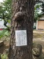 用賀神社の自然
