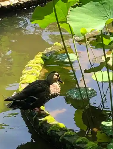 大國魂神社の庭園