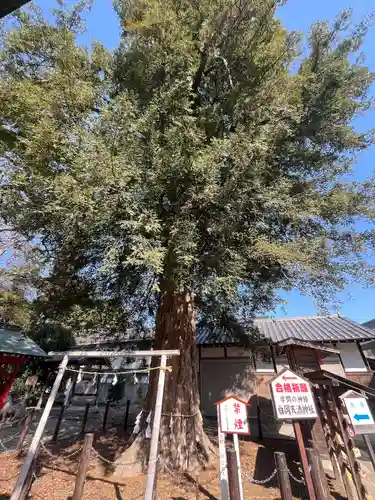 白岡八幡神社(埼玉県)