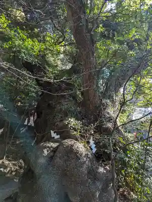 來宮神社(静岡県)