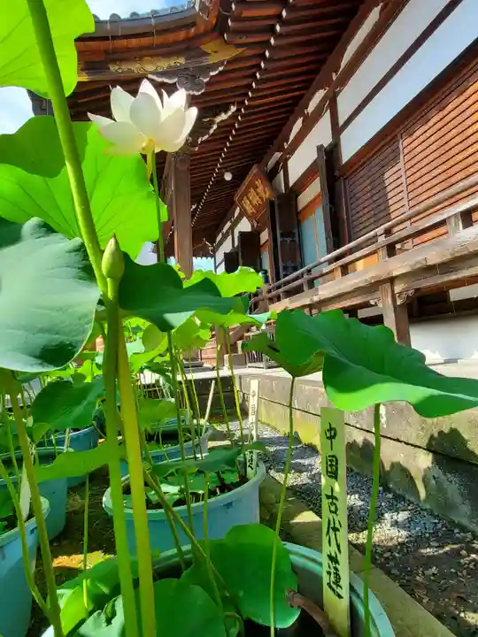 善導寺(福島県)