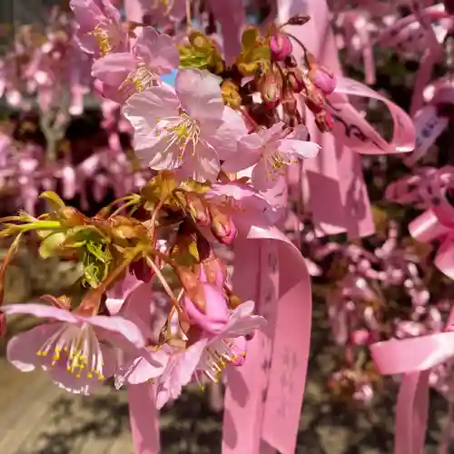 桜神宮(東京都)