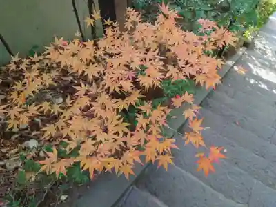 座間神社(神奈川県)