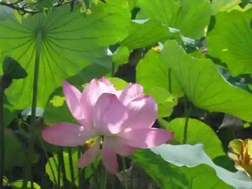 鶴岡八幡宮の自然