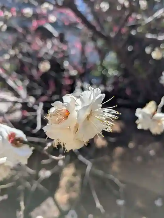 成子天神社(東京都)
