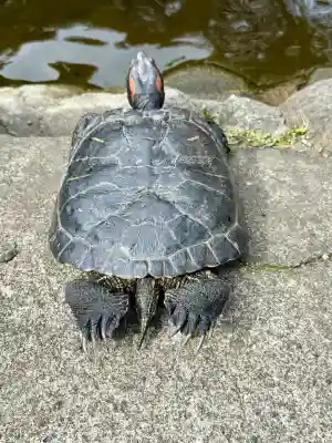 平塚八幡宮の{uncategorized: "未分類", other: "その他", undefined: "問題あり", building: "その他建物", grave: "お墓", sacred_gate: "鳥居", guardian: "狛犬", statue: "像", buddha: "仏像", history: "歴史", nature: "自然", garden: "庭園", animal: "動物", pagoda: "塔", temizu: "手水舎", mountain_gate: "山門・神門", sanctuary: "本殿・本堂", subordinate: "末社・摂社", art: "芸術", scenery: "景色", jizo: "地蔵", ema: "絵馬", goshuin: "御朱印", omikuji: "おみくじ", items: "授与品その他", amulet: "お守り", goshuincho: "御朱印帳", eats: "食事", festival: "お祭り", votive_dance: "神楽", shichigosan: "七五三参", wedding: "結婚式", experience: "体験その他", initially: "初詣", around: "周辺", anti_infection: "感染症対策"}