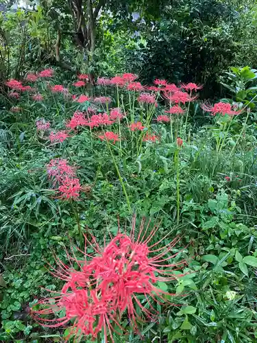 般若寺 ❁﻿コスモス寺❁の自然