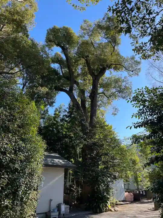 阿佐ヶ谷神明宮の自然