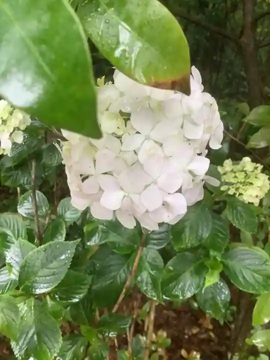 玉野御嶽神社の自然
