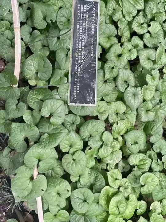 賀茂御祖神社(下鴨神社)の自然