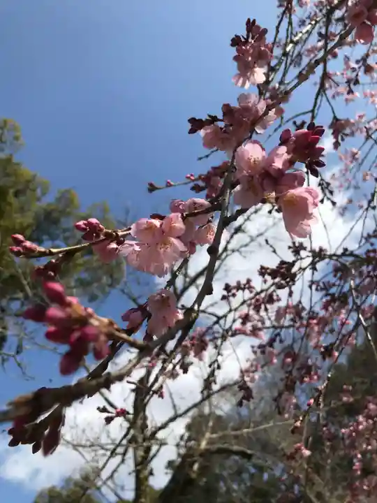 醍醐寺(上醍醐)の自然