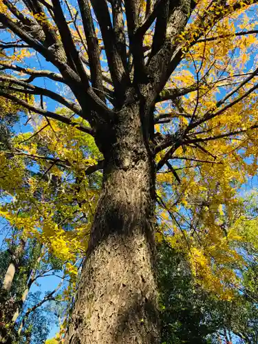 田無神社の自然