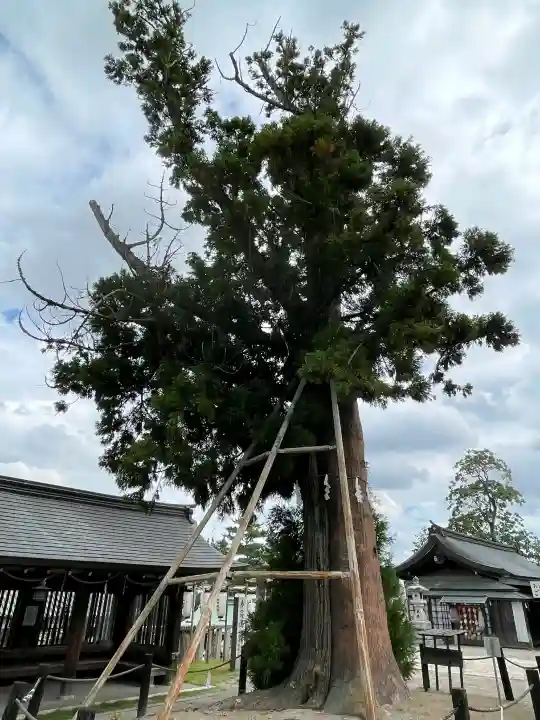 吉備津彦神社の{uncategorized: "未分類", other: "その他", undefined: "問題あり", building: "その他建物", grave: "お墓", sacred_gate: "鳥居", guardian: "狛犬", statue: "像", buddha: "仏像", history: "歴史", nature: "自然", garden: "庭園", animal: "動物", pagoda: "塔", temizu: "手水舎", mountain_gate: "山門・神門", sanctuary: "本殿・本堂", subordinate: "末社・摂社", art: "芸術", scenery: "景色", jizo: "地蔵", ema: "絵馬", goshuin: "御朱印", omikuji: "おみくじ", items: "授与品その他", amulet: "お守り", goshuincho: "御朱印帳", eats: "食事", festival: "お祭り", votive_dance: "神楽", shichigosan: "七五三参", wedding: "結婚式", experience: "体験その他", initially: "初詣", around: "周辺", anti_infection: "感染症対策"}