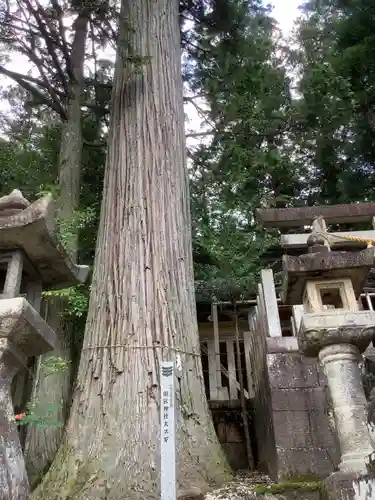 田瀬神社の自然