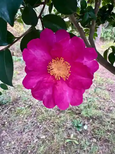 京都乃木神社の{uncategorized: "未分類", other: "その他", undefined: "問題あり", building: "その他建物", grave: "お墓", sacred_gate: "鳥居", guardian: "狛犬", statue: "像", buddha: "仏像", history: "歴史", nature: "自然", garden: "庭園", animal: "動物", pagoda: "塔", temizu: "手水舎", mountain_gate: "山門・神門", sanctuary: "本殿・本堂", subordinate: "末社・摂社", art: "芸術", scenery: "景色", jizo: "地蔵", ema: "絵馬", goshuin: "御朱印", omikuji: "おみくじ", items: "授与品その他", amulet: "お守り", goshuincho: "御朱印帳", eats: "食事", festival: "お祭り", votive_dance: "神楽", shichigosan: "七五三参", wedding: "結婚式", experience: "体験その他", initially: "初詣", around: "周辺", anti_infection: "感染症対策"}
