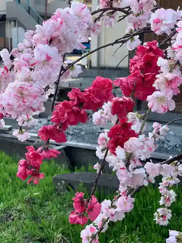 富士山本宮浅間大社の自然