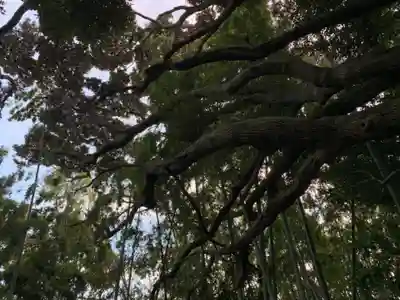 秋葉神社の自然